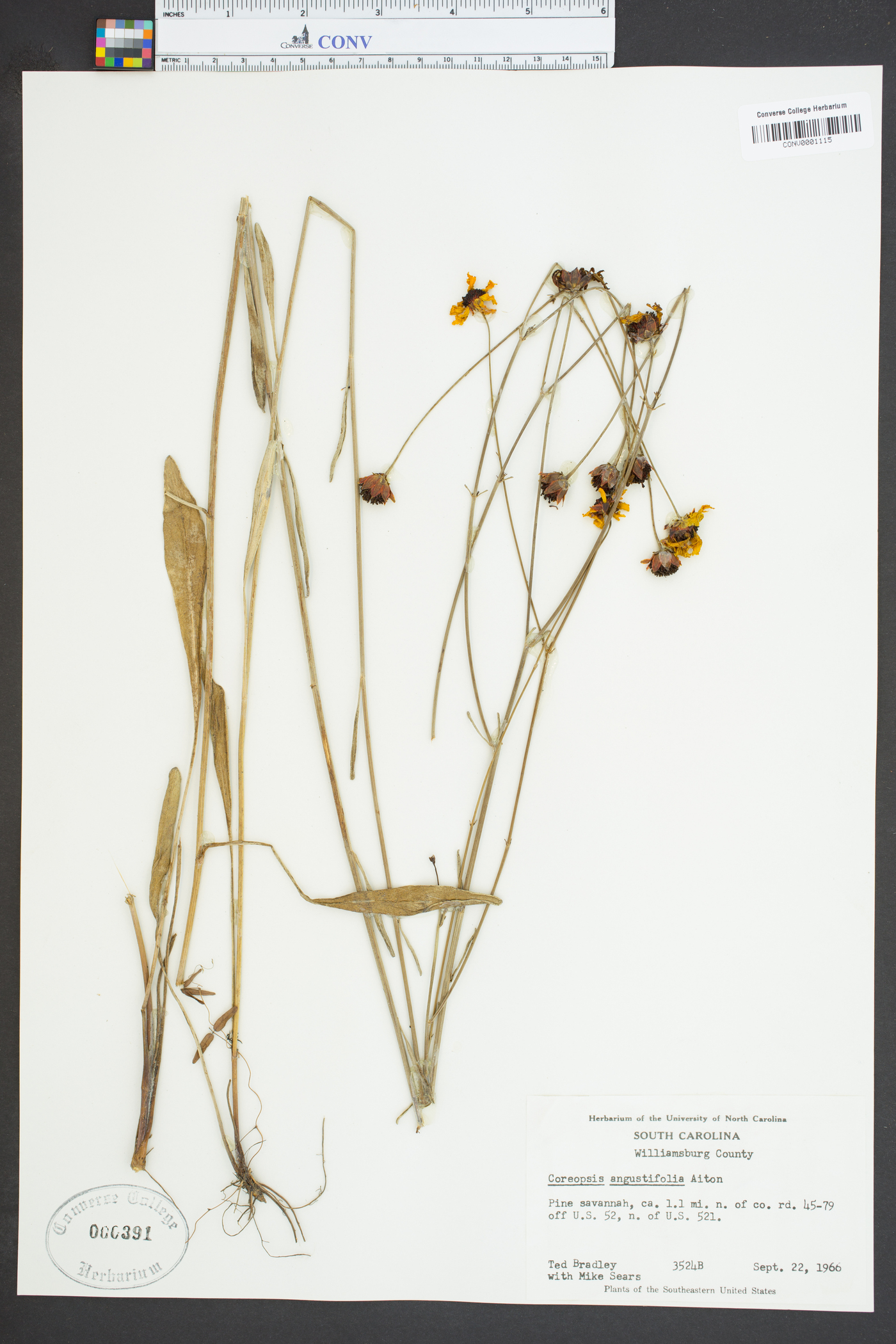 Coreopsis gladiata image