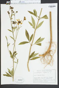 Coreopsis tripteris image