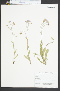 Erigeron quercifolius image