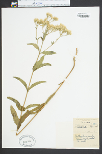 Eupatorium album image