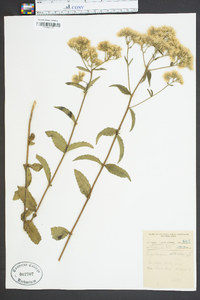 Eupatorium album image