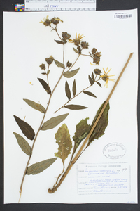 Helianthus tuberosus image