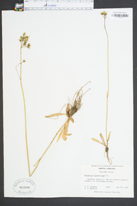 Hieracium piloselloides image