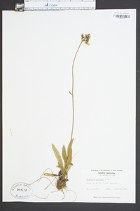 Hieracium caespitosum image