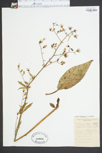 Lactuca floridana image