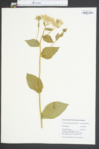 Parthenium integrifolium image