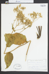 Parthenium integrifolium image