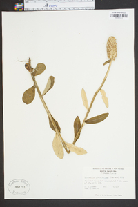 Pterocaulon pycnostachyum image