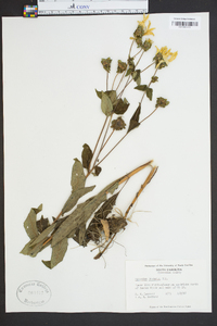 Silphium dentatum image