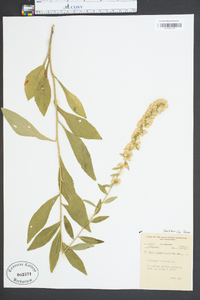 Solidago bicolor image