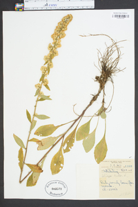 Solidago bicolor image