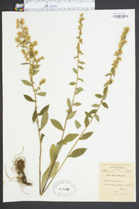 Solidago bicolor image