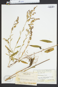 Solidago boottii image