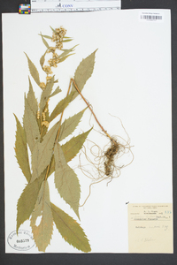 Solidago curtisii image