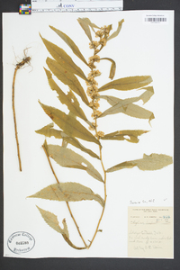 Solidago curtisii image