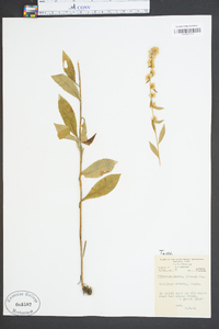 Solidago erecta image