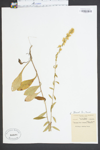 Solidago erecta image