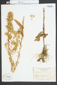 Solidago erecta image