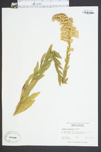 Solidago fistulosa image