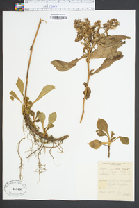 Solidago glomerata image