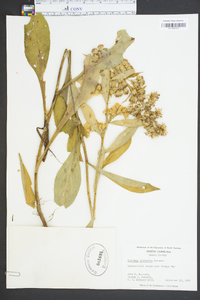 Solidago glomerata image