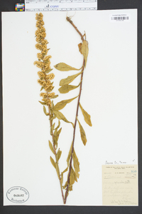 Solidago puberula image