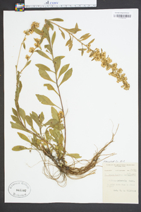 Solidago puberula image