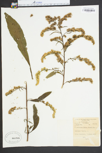 Solidago rigida image