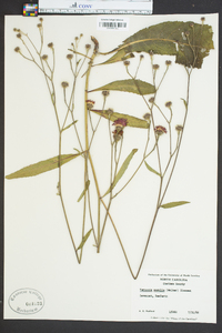 Vernonia acaulis image