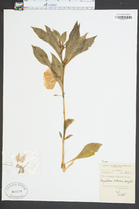 Impatiens oliveri image