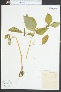 Impatiens pallida image