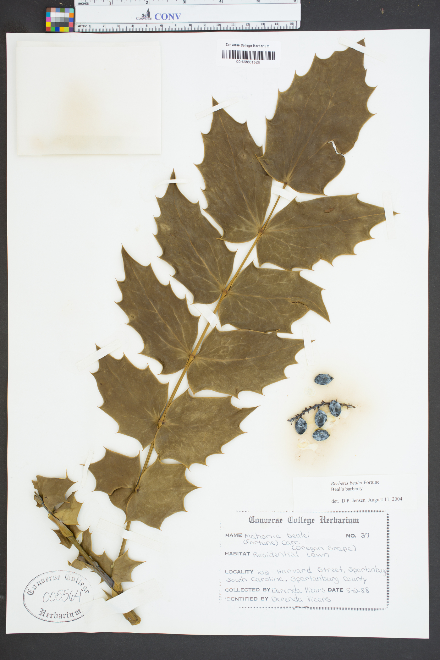 Mahonia bealei image