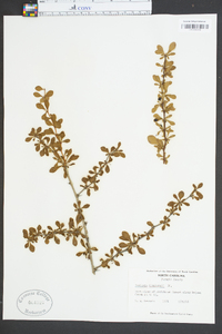 Berberis thunbergii image