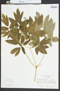 Caulophyllum thalictroides image