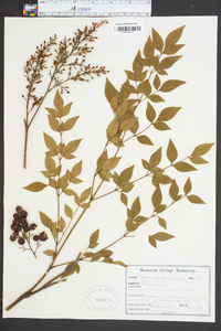 Nandina domestica image