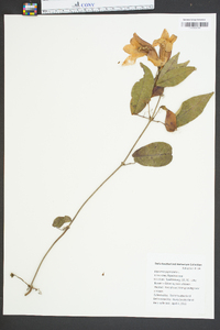 Bignonia capreolata image