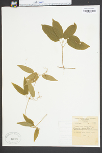 Bignonia capreolata image