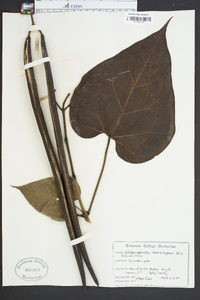 Catalpa speciosa image