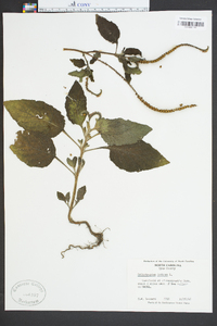 Heliotropium indicum image