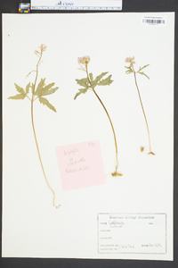 Cardamine diphylla image