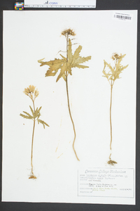 Cardamine diphylla image