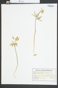 Cardamine diphylla image