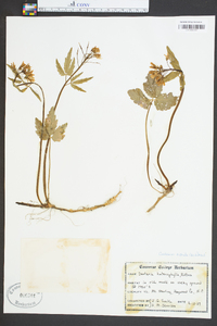 Cardamine diphylla image