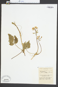 Cardamine diphylla image