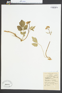 Cardamine diphylla image