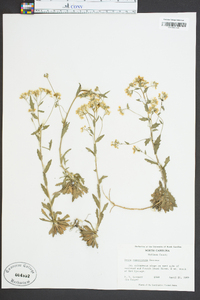 Draba ramosissima image