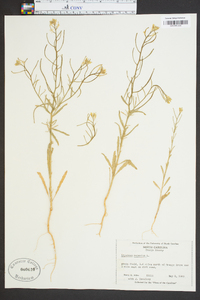 Erysimum repandum image