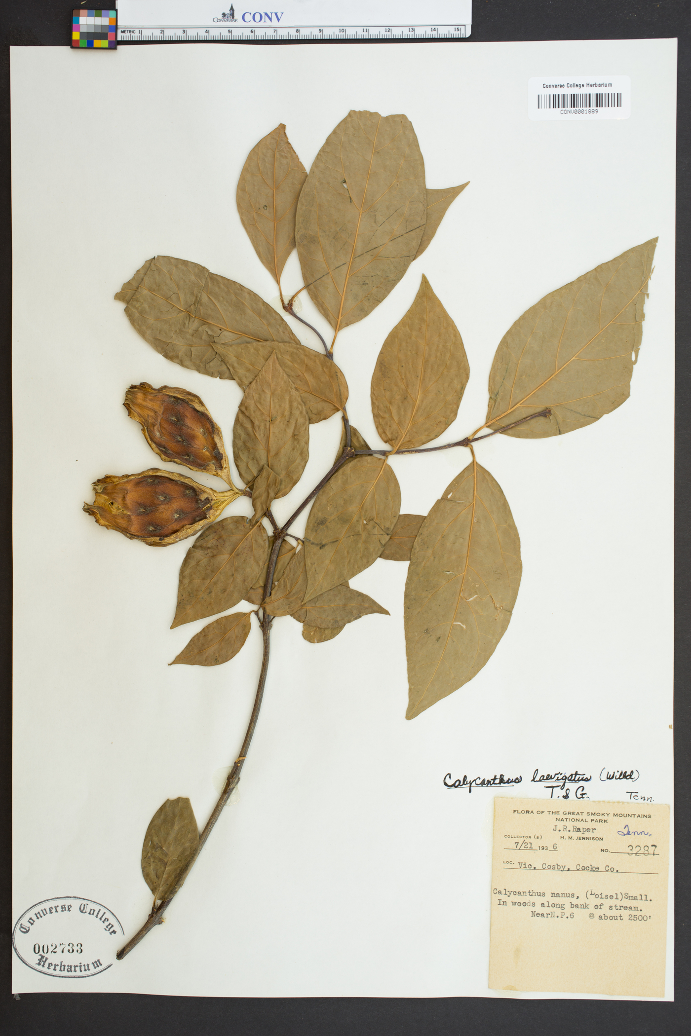 Calycanthus nanus image