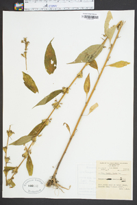 Campanulastrum americanum image