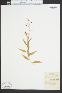 Campanula divaricata image